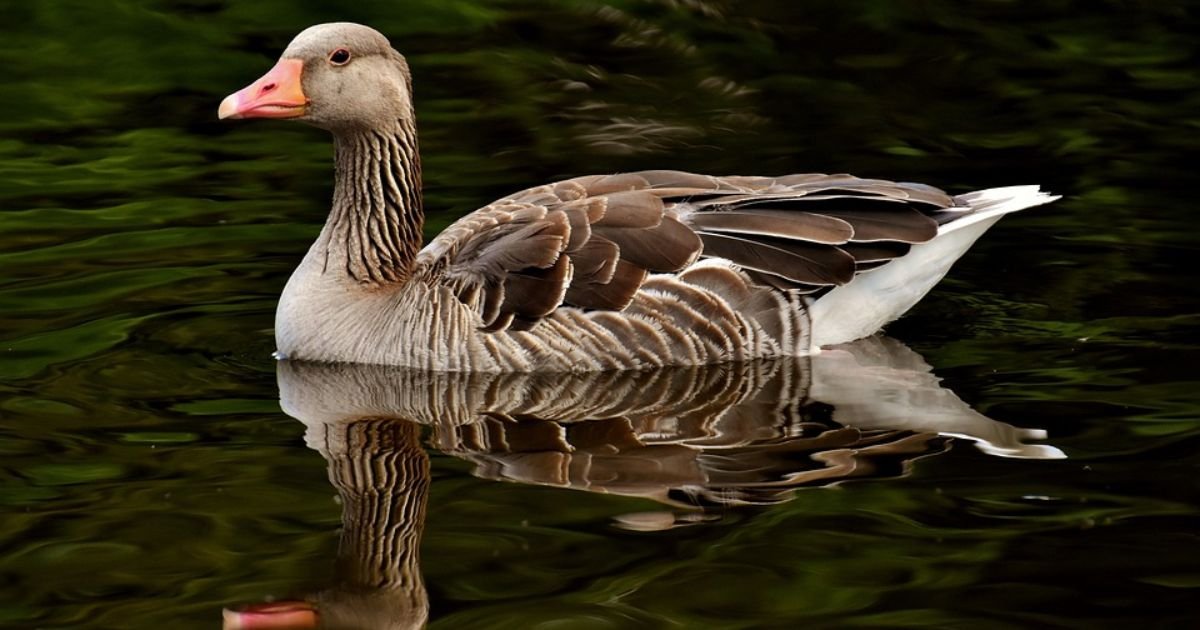 Famous Goose Names With Meanings