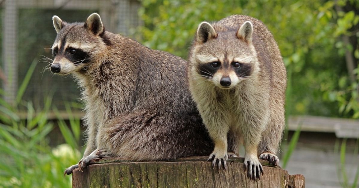 Names for raccoons