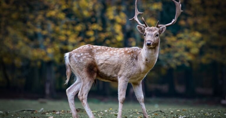 250+ Deer Names: Meanings, Fun Facts & Naming Tips