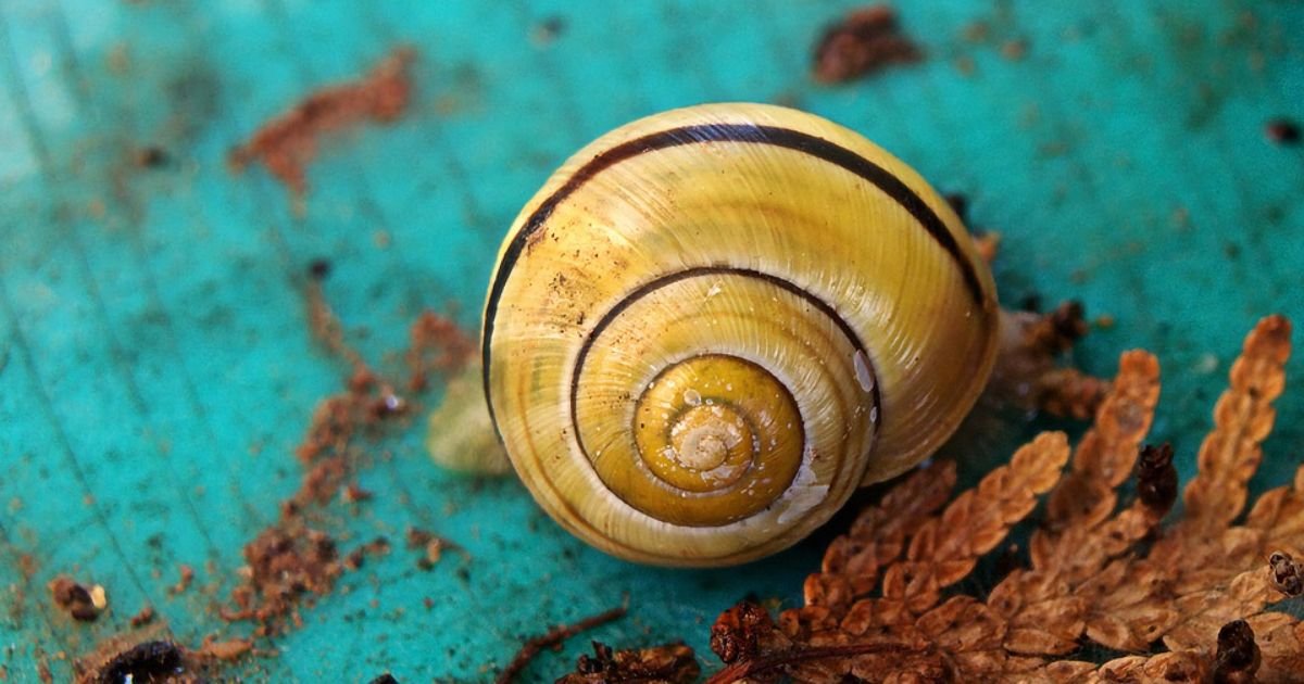 Best Snail Names