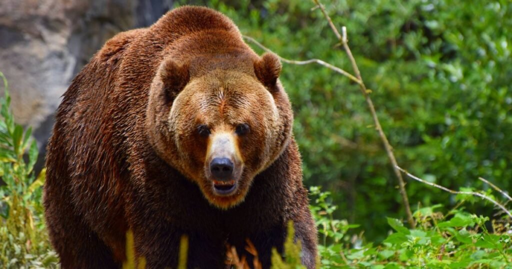 Black Bear Names