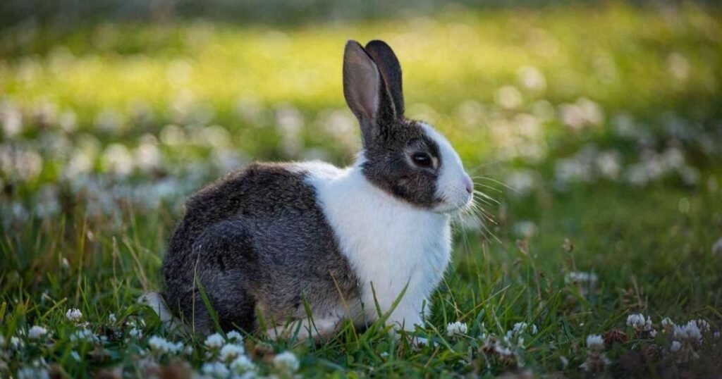 Clack and White Bunny Names