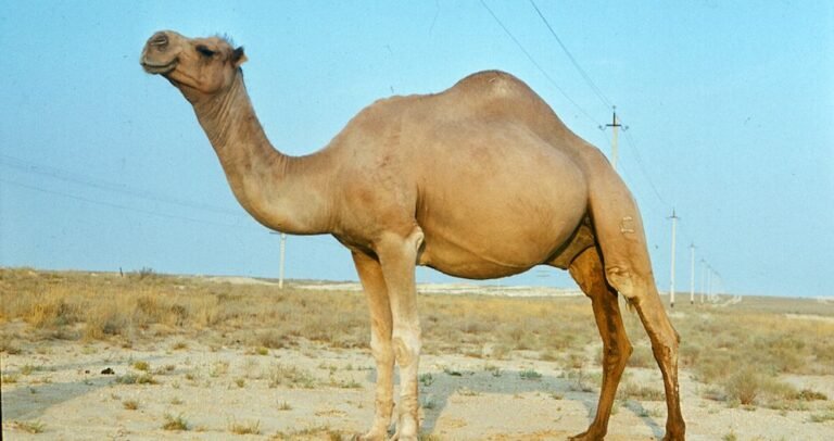 Camel names with meanings