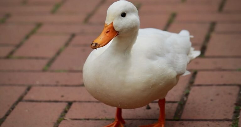 Creative names for ducks