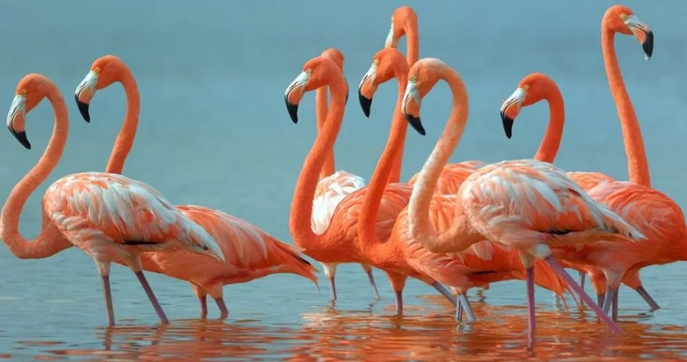 Creative Flamingo Names