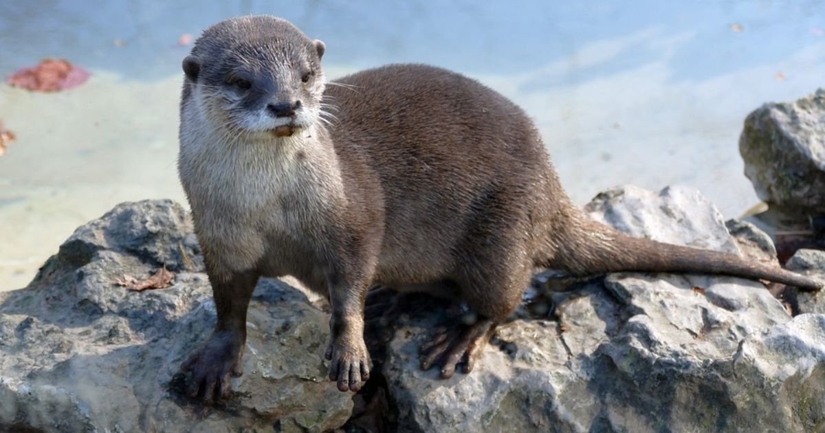cute names for otters