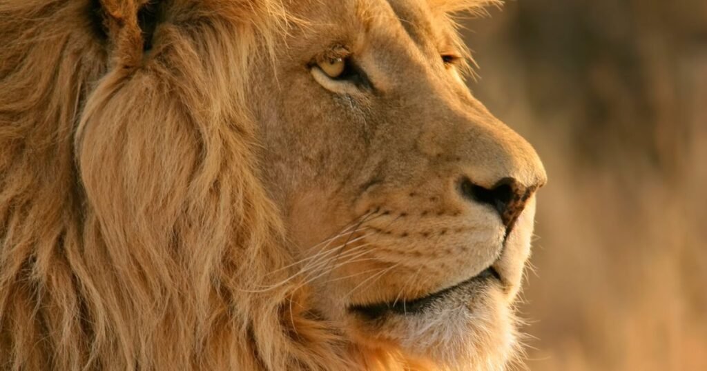 Disney Lion Names
