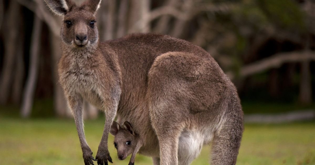 Famous Kangaroo Names