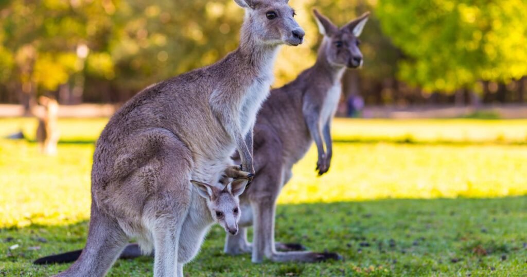 Female Kangaroo Names