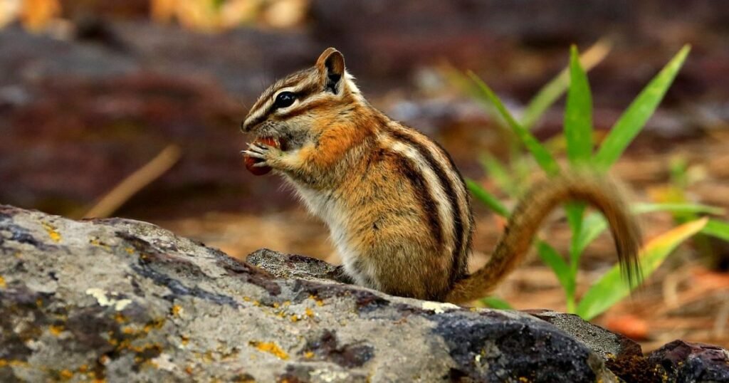 Funny Chipmunk Names