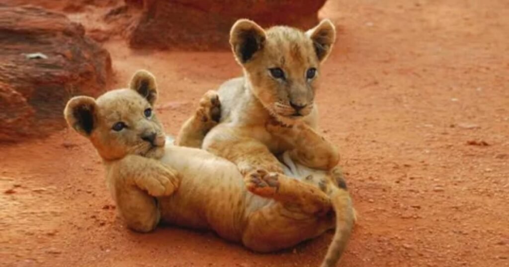Funny Lion Names