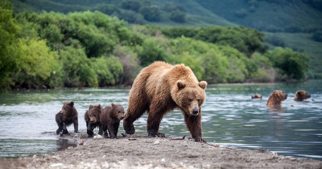 Good Bear Names