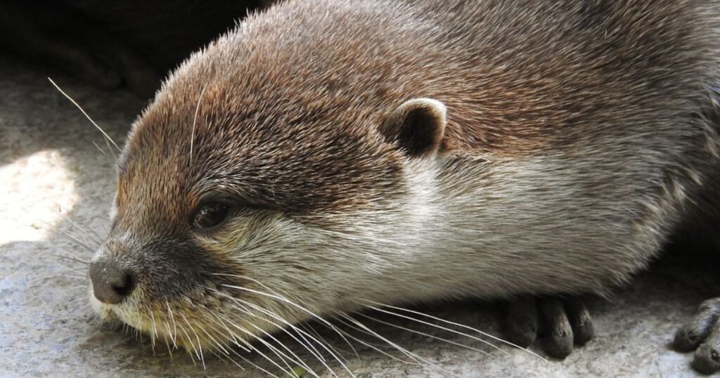 Good Nmaes for Otters