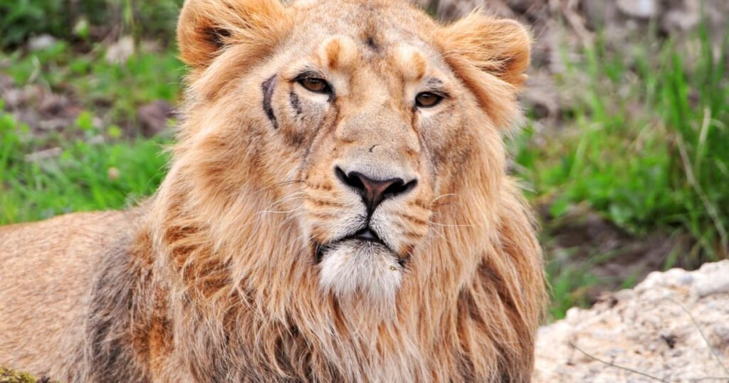 King Lion Names
