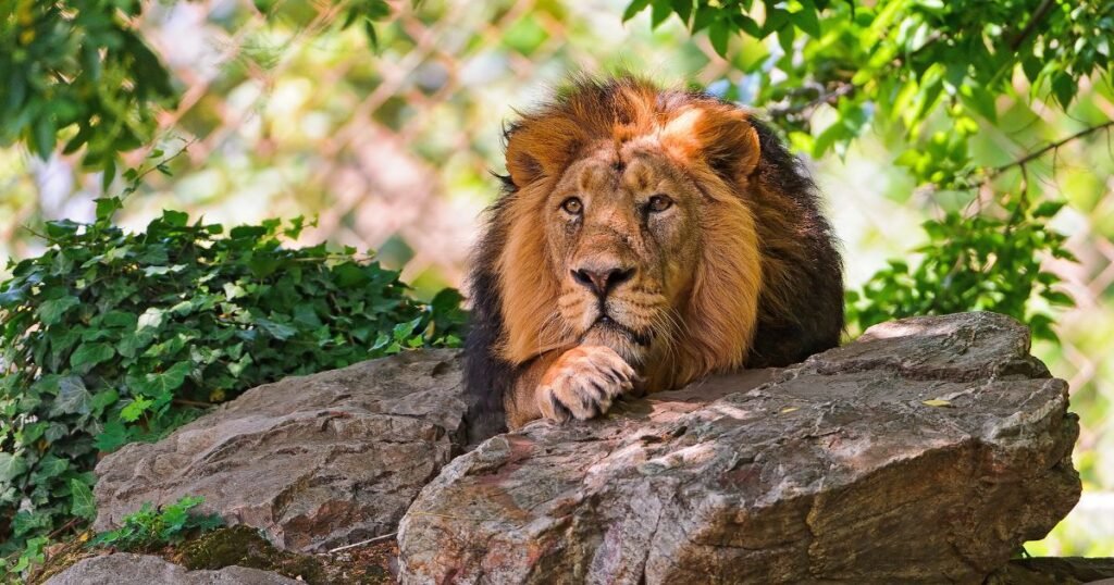 Legendary Lion Names