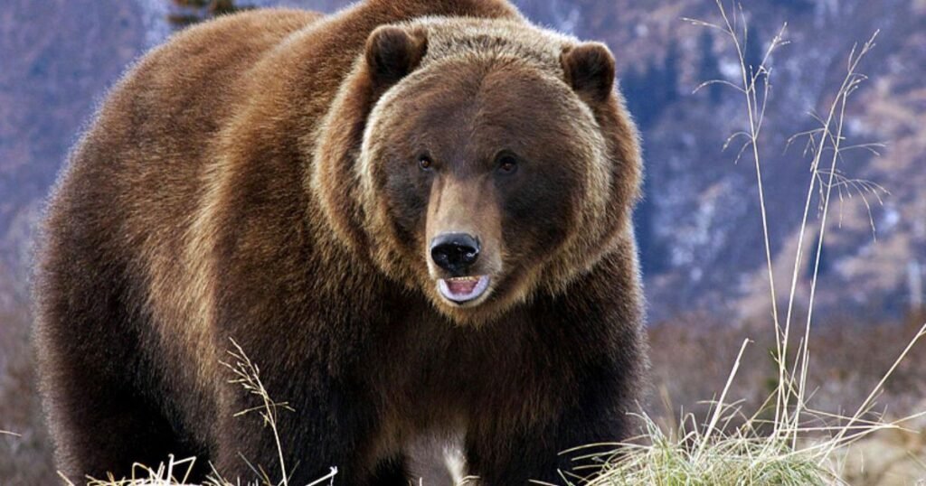 Male Bear Names