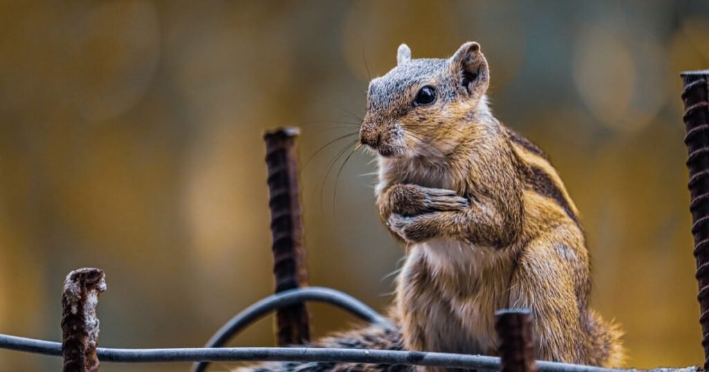 Male Chipmunk Names