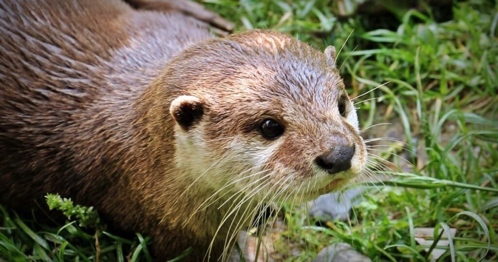 images of otter