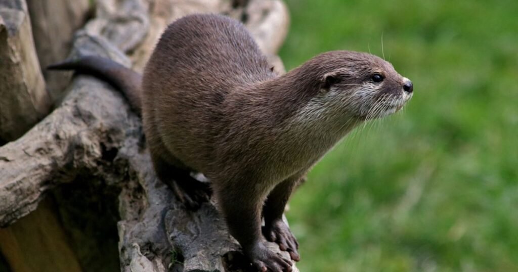 species of otters