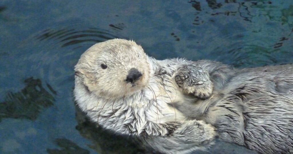 Sea Otter Names