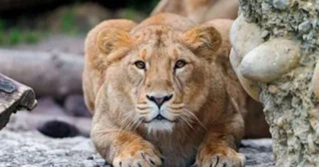 Top Facts about Lions