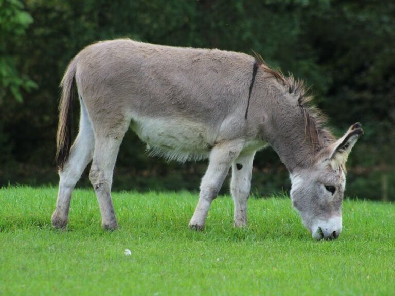 250+ Donkey Names: Unique, Famous, and Fun Ideas for Your Beloved Donkey