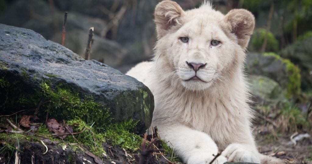 White Lion Names