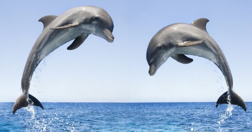 Cool Dolphin Names