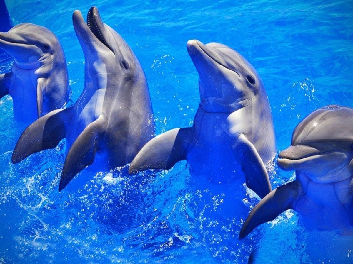 dolphin names with meanings